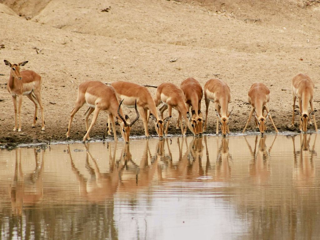 Kruger NP impala Zuid Afrika groepsrondreis